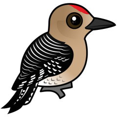 Gila Woodpecker