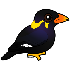 Common Hill Myna