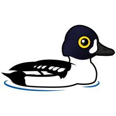 Barrow's Goldeneye