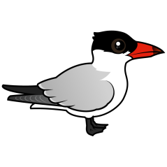 Caspian Tern