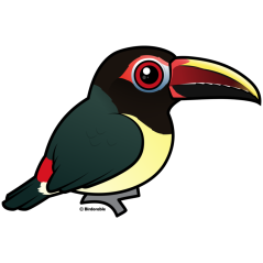 Green Aracari