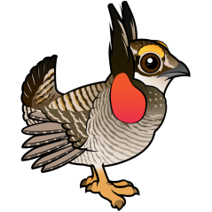 Lesser Prairie-Chicken