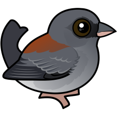 Red-backed Dark-eyed Junco