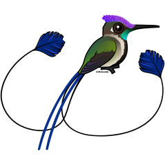 Marvelous Spatuletail