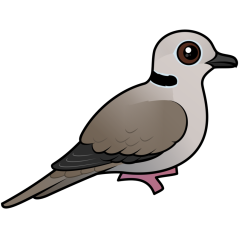 Eurasian Collared Dove