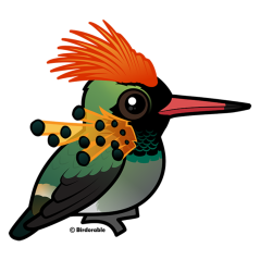 Tufted Coquette