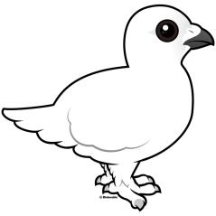 Willow Ptarmigan, winter plumage