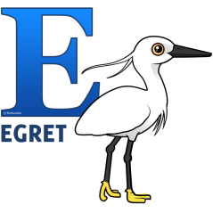 E is for Egret