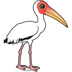 Milky Stork