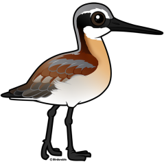 Wilson's Phalarope