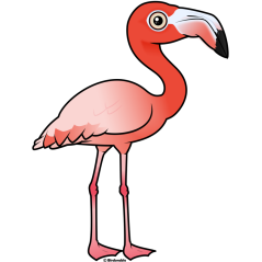 American Flamingo