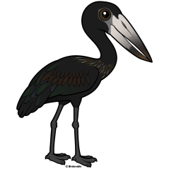 African Openbill