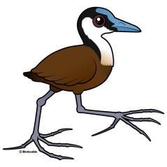 African Jacana