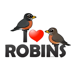 I Love American Robins