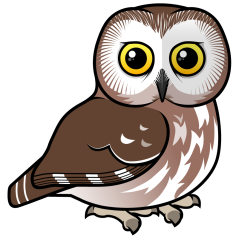 Northern Saw-whet Owl