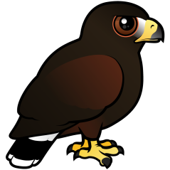 Harris Hawk