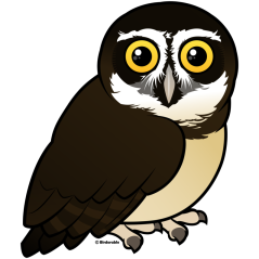 Spectacled Owl