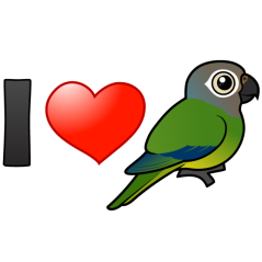 I Love Dusky-headed Parakeets