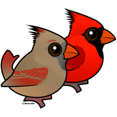 Northern Cardinal Pair