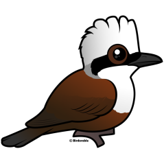 White-crested Laughingthrush