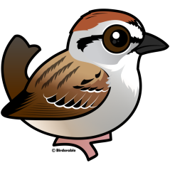 Chipping Sparrow