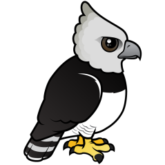 Harpy Eagle