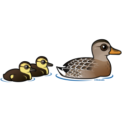 Mallard & two ducklings