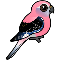 Bourke's Parakeet