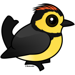 Collared Redstart