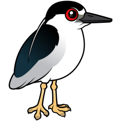 Black-crowned Night Heron