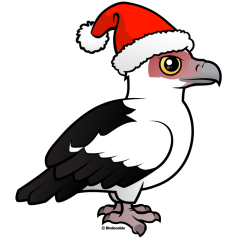 Palm-nut Vulture Santa