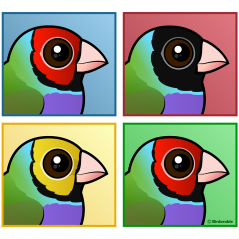 Four Color Gouldian Finch