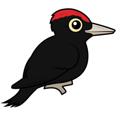 Black Woodpecker
