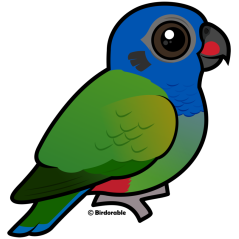Blue-headed Parrot