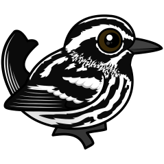 Black-and-white Warbler