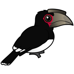 Trumpeter Hornbill