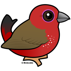 African Firefinch