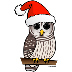 Barred Owl Santa