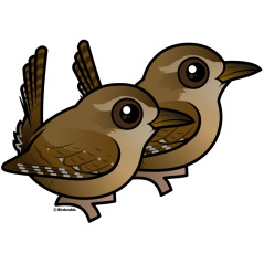 Winter Wren Pair
