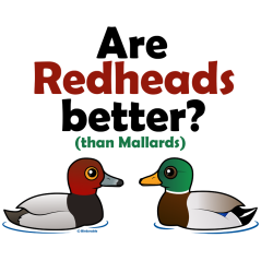 Are Redheads Better?
