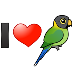 I Love Plum-headed Parakeets (female)