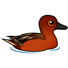 Cinnamon Teal
