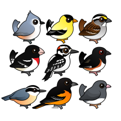 9 Northeast USA Backyard Birds