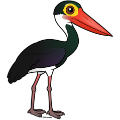 Storm's Stork