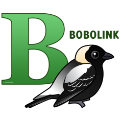 B is for Bobolink