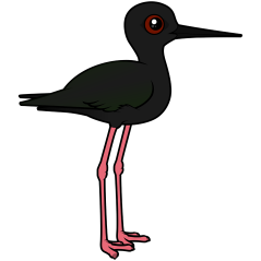 Black Stilt