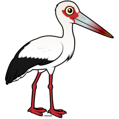 Maguari Stork