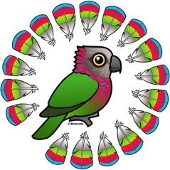 Hawk-headed Parrot Feather Circle