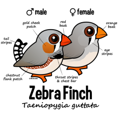 Zebra Finch Statistics