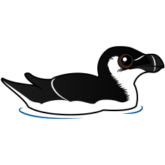 Swimming Razorbill, non-breeding